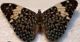 صورة Hamadryas amphinome Linnaeus 1767