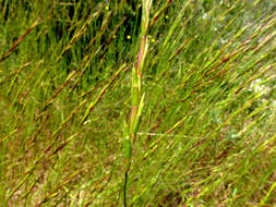 Image of goatgrass