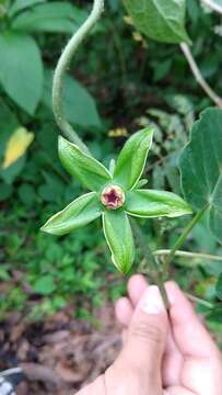 صورة Gonolobus megalocarpus P. G. Wilson