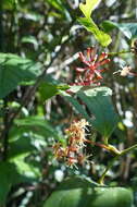 Image of Smilax bracteata C. Presl