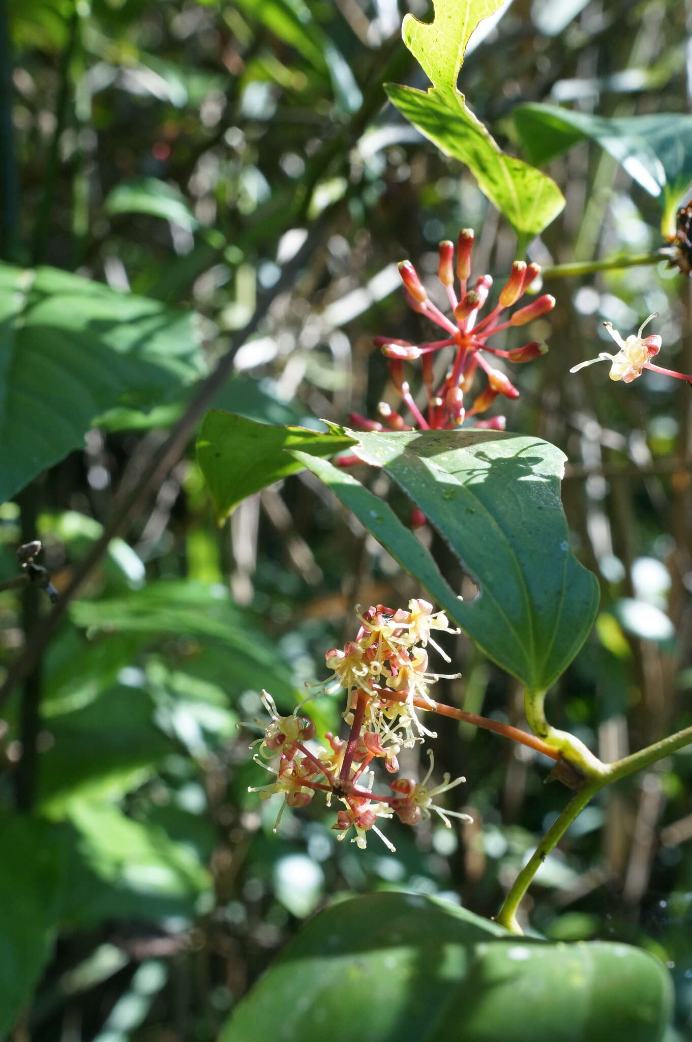 Smilax bracteata C. Presl resmi