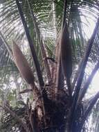 Image of Manarano palm