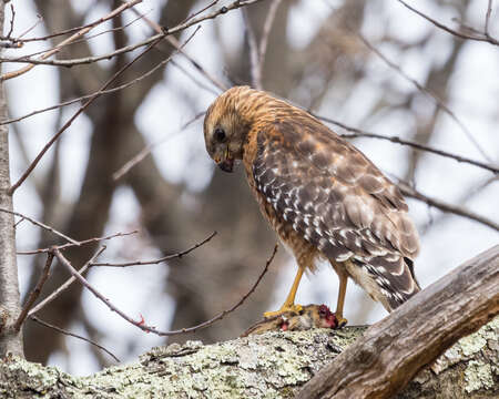 Image of Buteo lineatus lineatus (Gmelin & JF 1788)