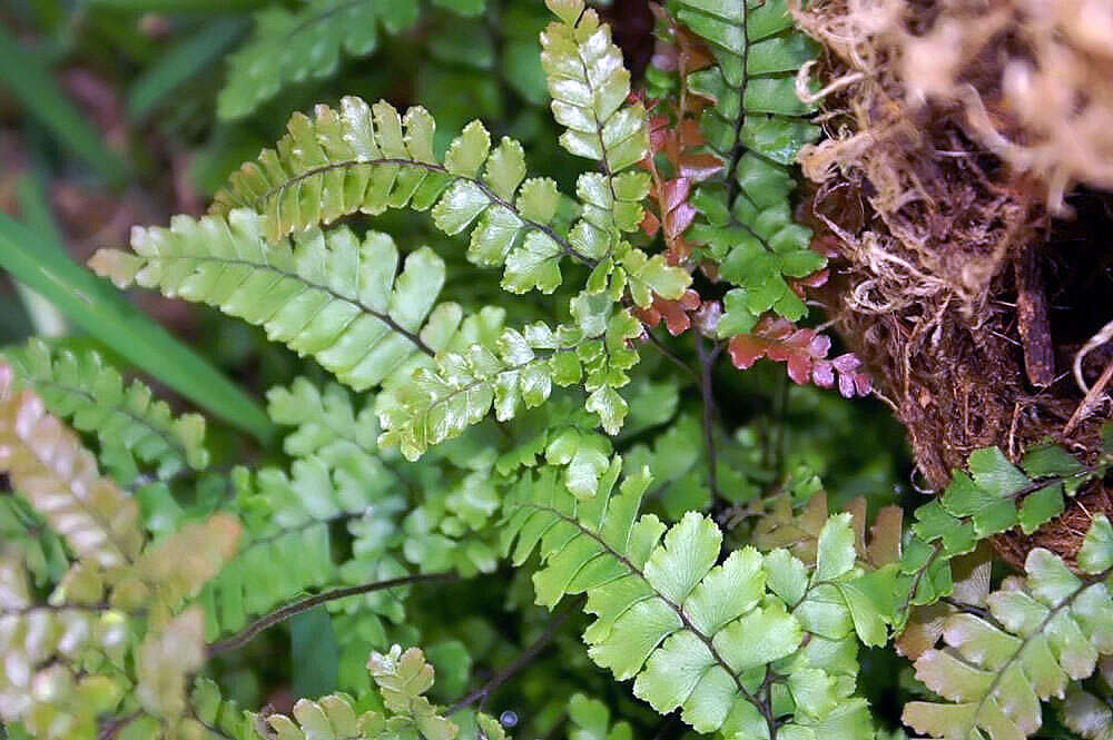 Image of fan maidenhair