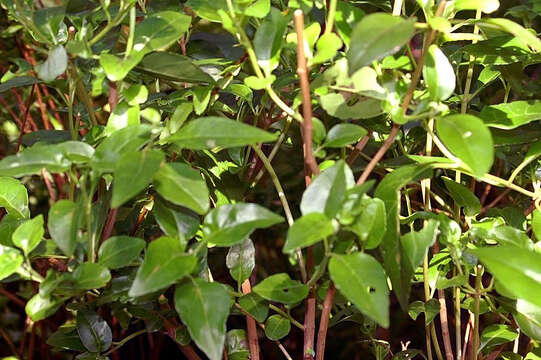 Image of Ageratina ligustrina (DC.) R. King & H. Rob.