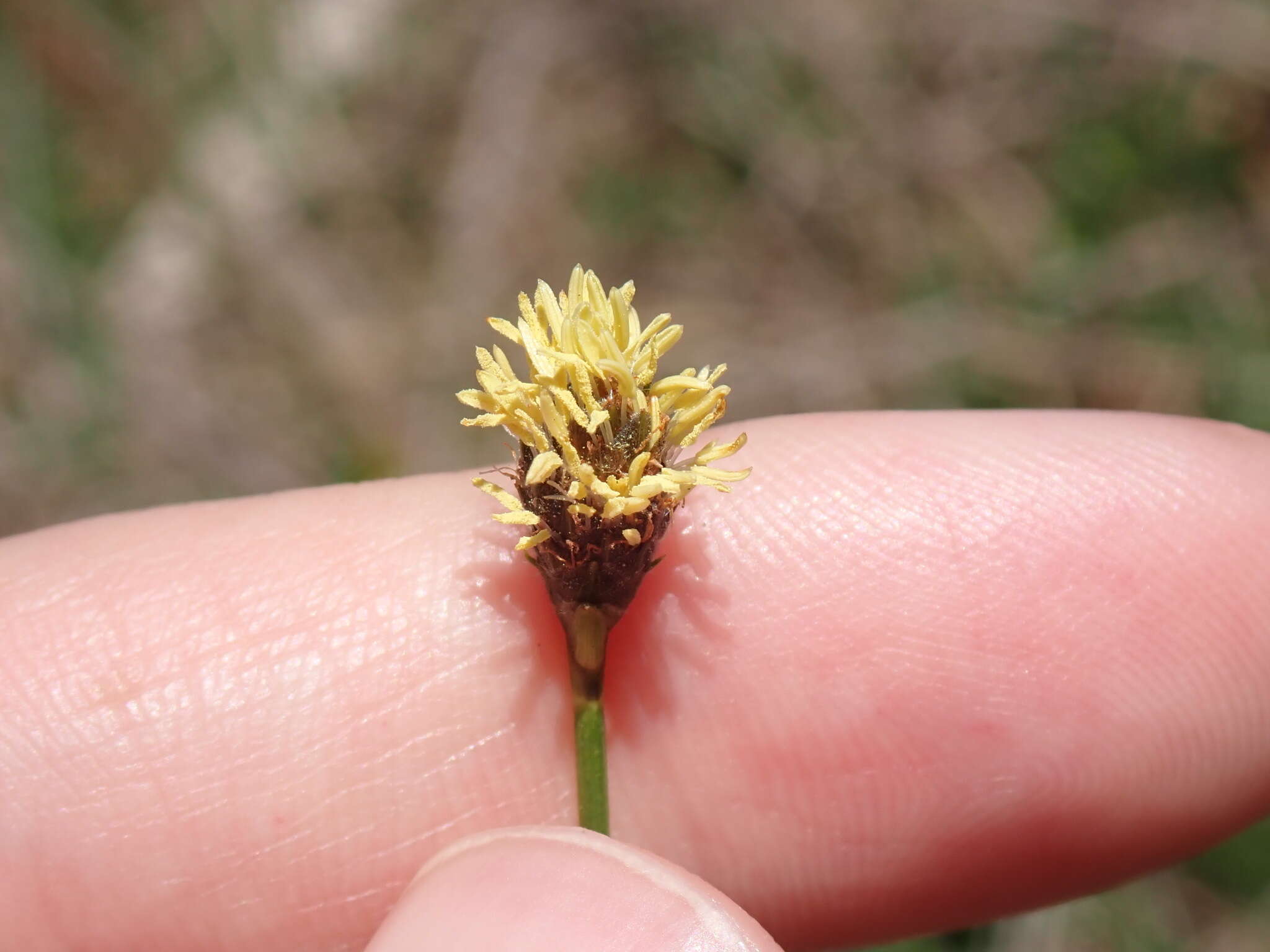 Image of Southern Umbrella Sedge