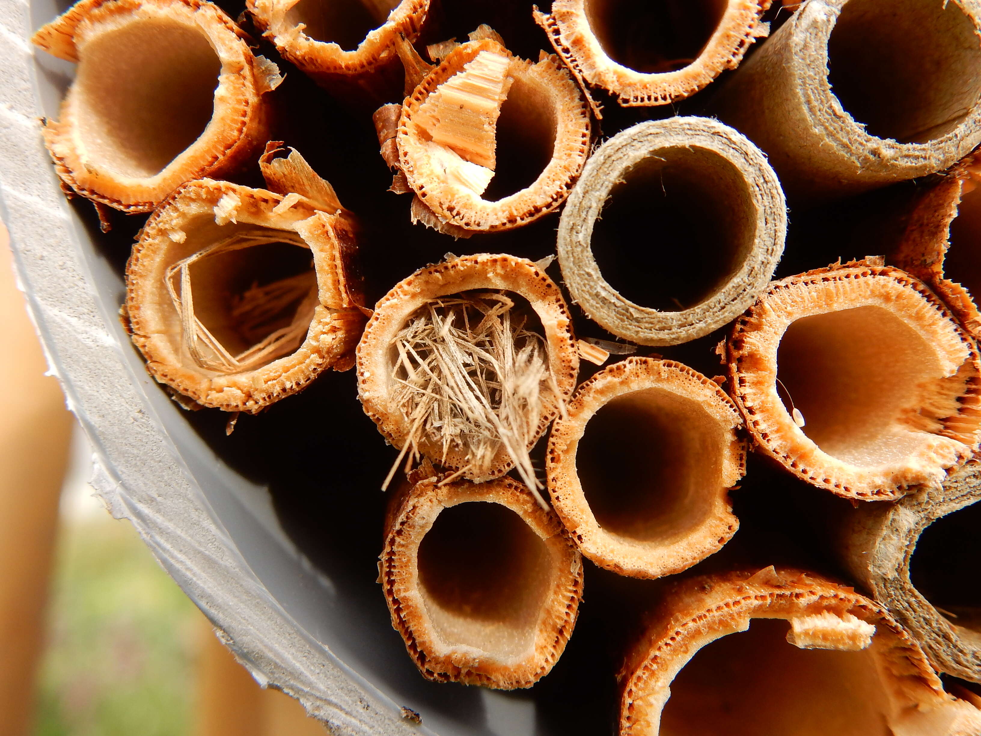 Image of Mud dauber