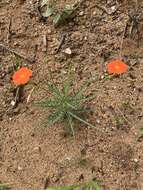 Tricliceras longepedunculatum (Mast.) R. B. Fernandes resmi