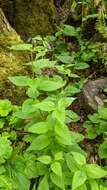 Imagem de Mertensia platyphylla var. subcordata (Greene) L. O. Williams