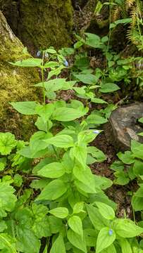 Image of broadleaf bluebells