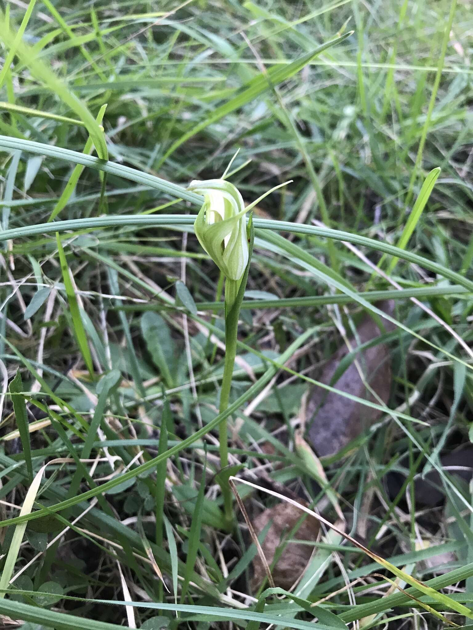 Image of Alpine greenhood