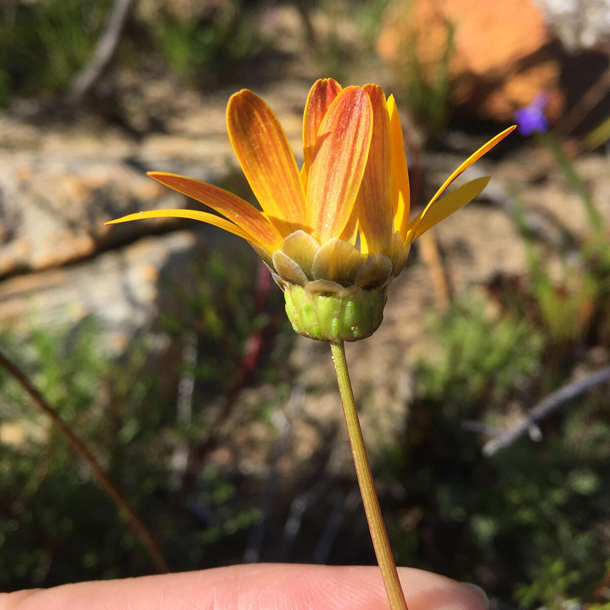 Ursinia paleacea (L.) Moench resmi