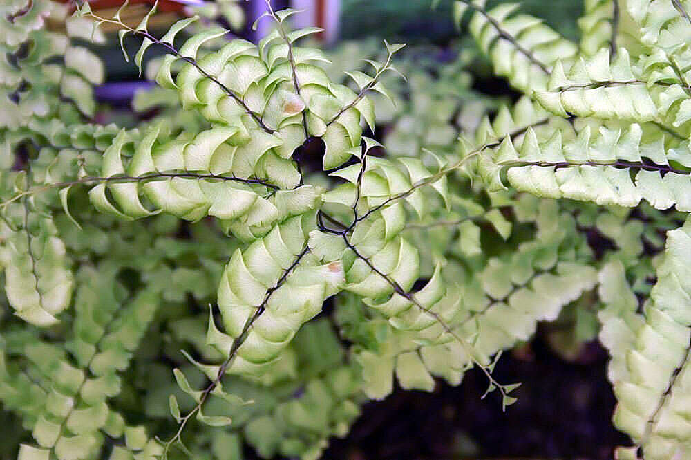 Image of Northern maidenhair fern