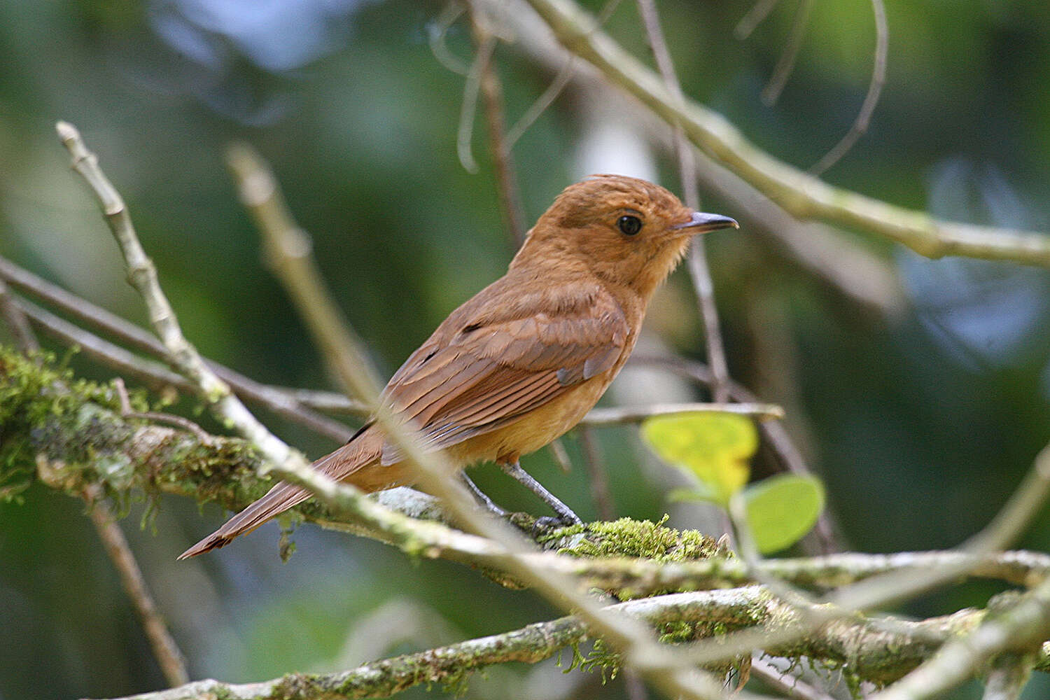 Plancia ëd Rhytipterna holerythra (Sclater, PL & Salvin 1860)