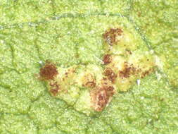 Image of Puccinia helianthi Schwein. 1822