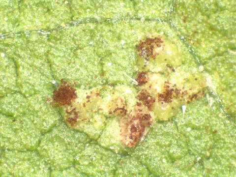 Image of Puccinia helianthi Schwein. 1822