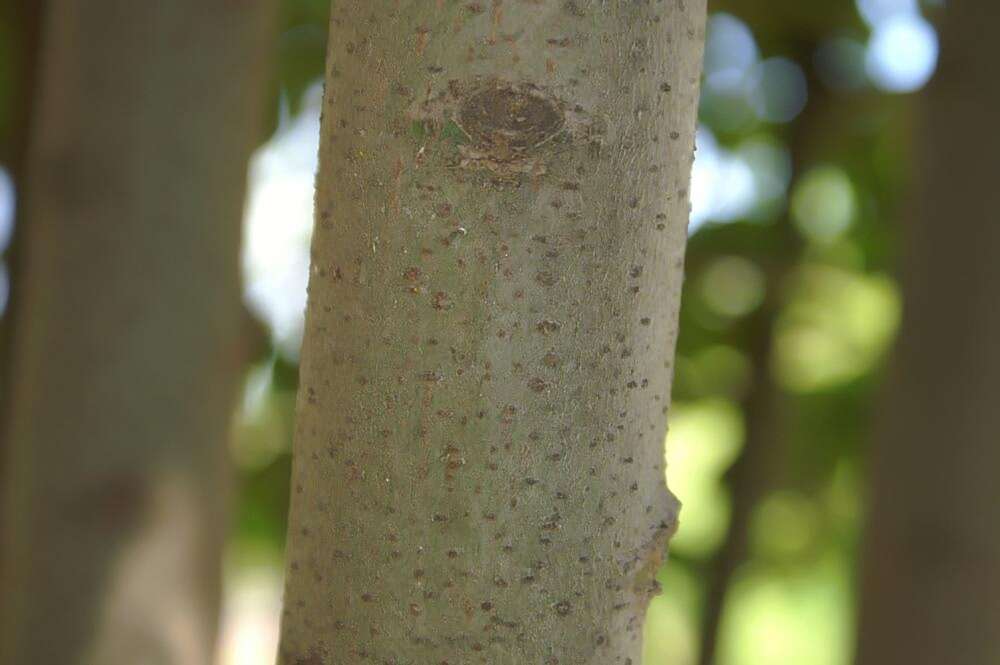 Image of Laurus Nobilis