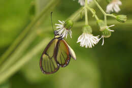 Image of Episcada ticidella Hewitson 1869