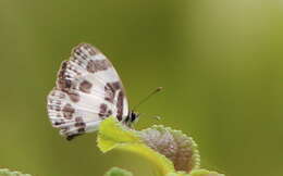 Image of banded blue Pierrot