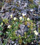 Image of diapensia