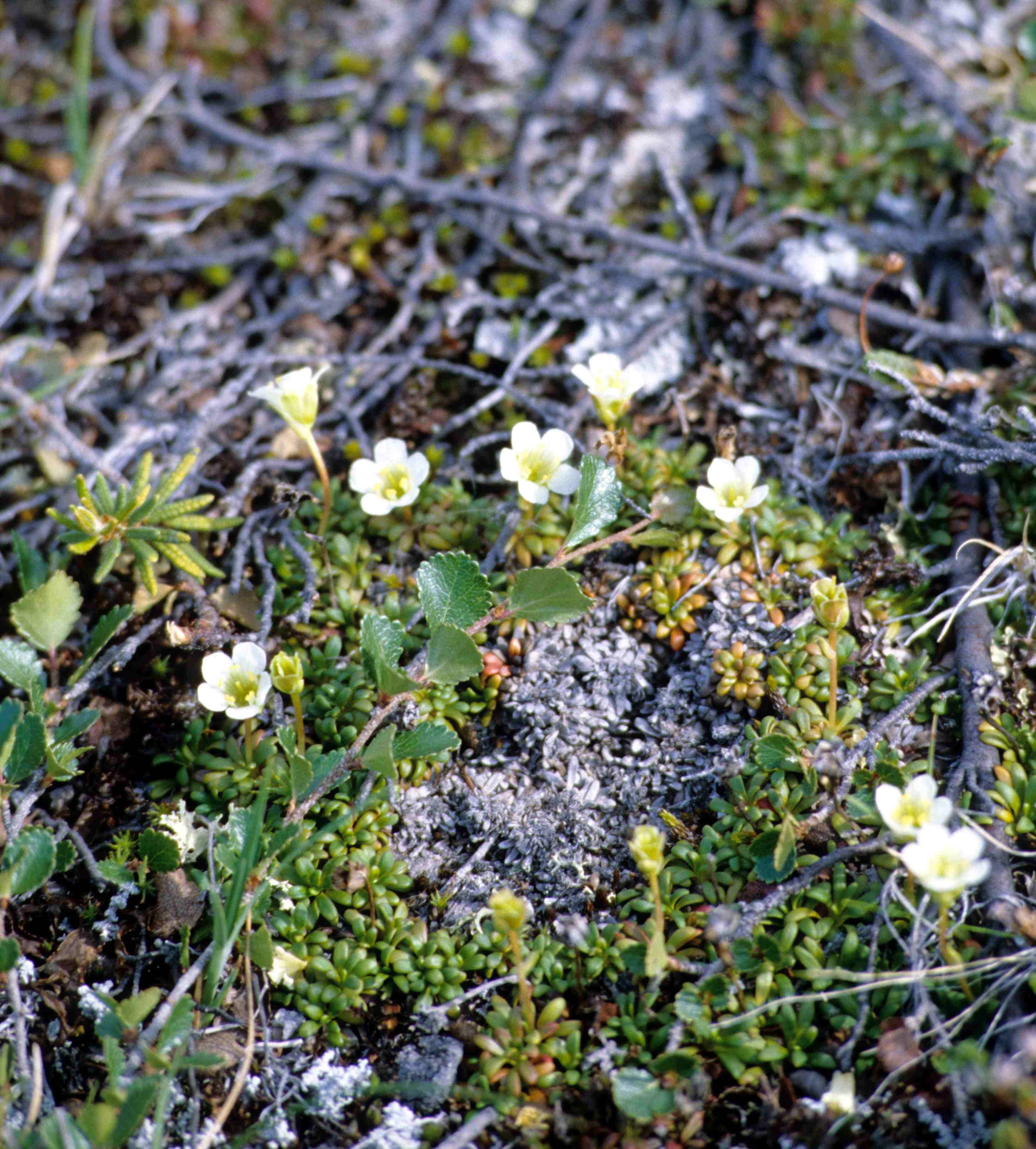 Image of diapensia