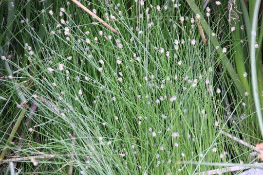 Image of Sand Spike-Rush