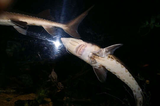 Image of Lake Sturgeon