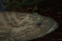 Image of Black Grouper