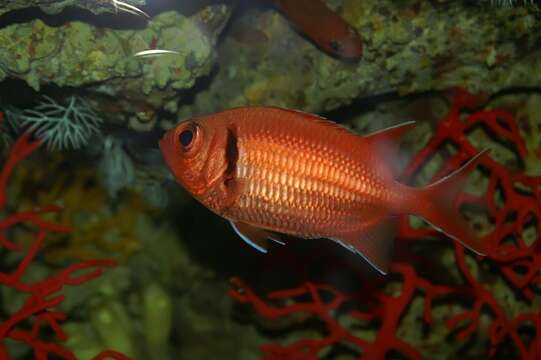 Image of Big-eyed Squirrelfish