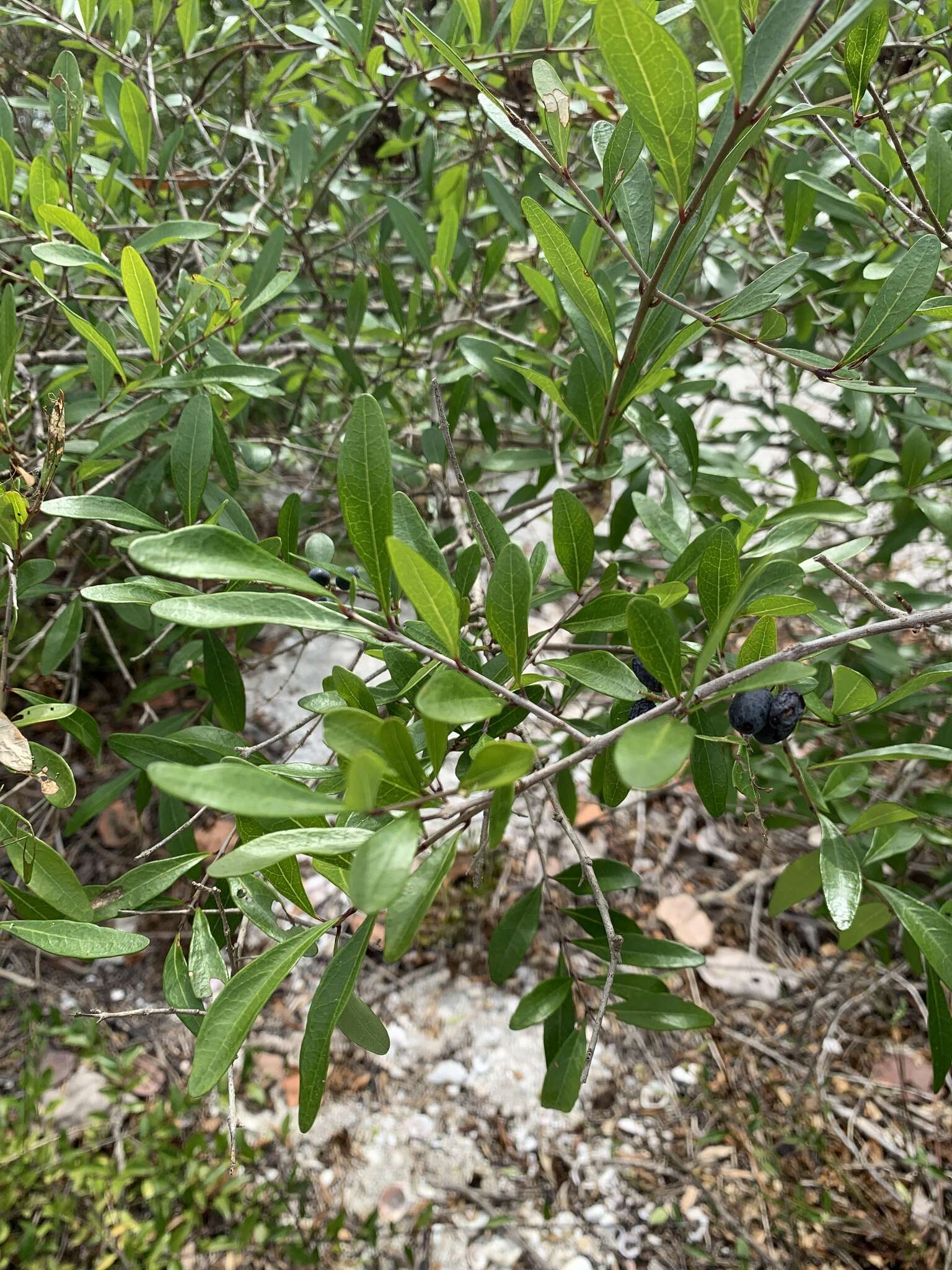 Image of Florida swampprivet