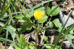 Ranunculus hispidus var. nitidus (Ell.) T. Duncan的圖片