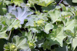 Image of Lady's Mantle