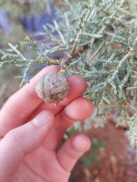 Image de Cupressus arizonica var. glabra (Sudw.) Little