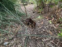 Image of quoll