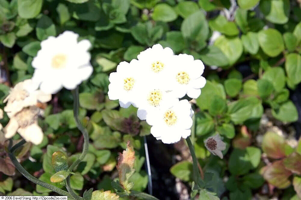 Sivun Achillea ageratifolia (Sibth. & Sm.) Boiss. kuva