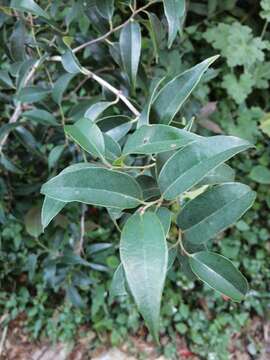 Image of Trichocladus grandiflorus Oliv.