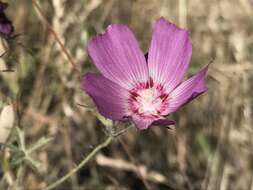 Image of Keck's checkerbloom