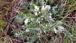 Plancia ëd Oxytropis includens Basil.