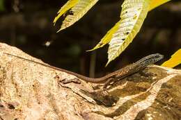 Image of Nicobar Island Skink