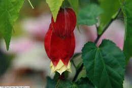 Image of trailing abutilon