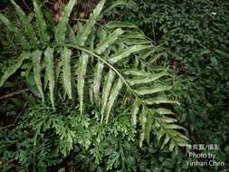 Image of Asplenium wrightii Eaton ex Hook.