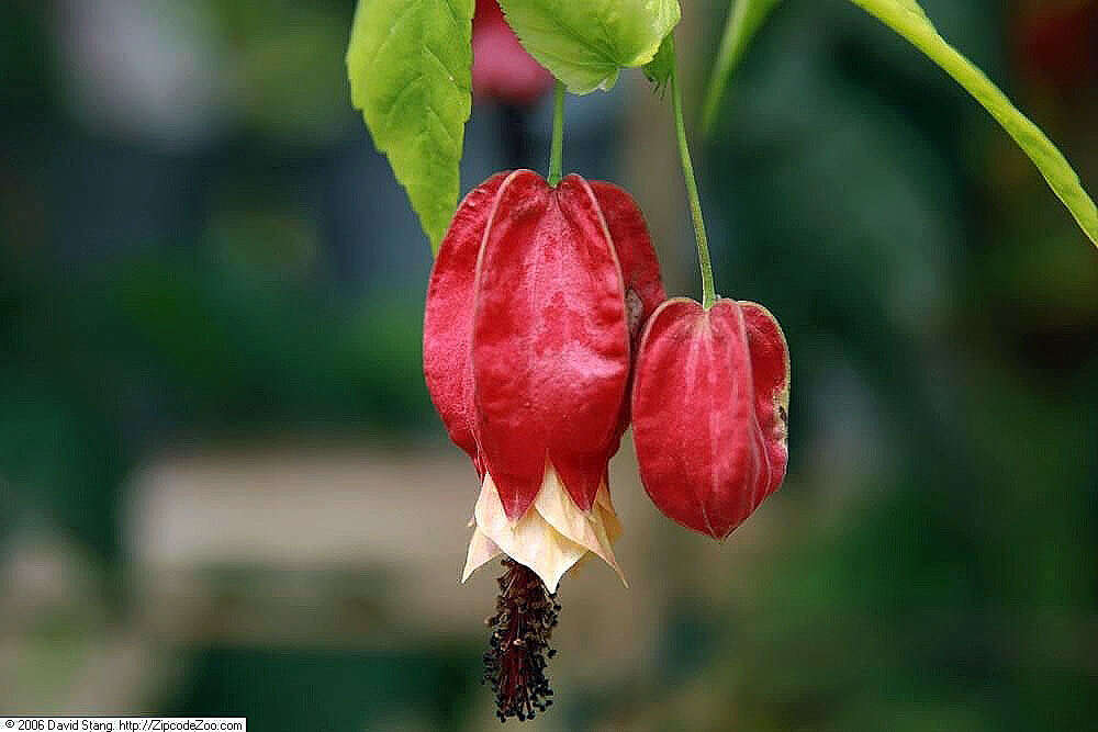 Image of trailing abutilon