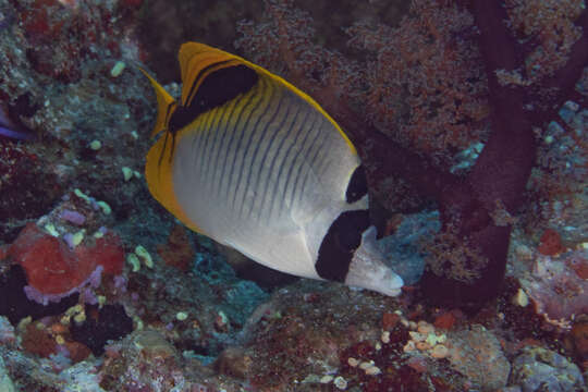 Image of Pig-face Butterflyfish