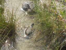 Image of Coahuilan box turtle