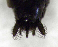 صورة Epipompilus insularis Kohl 1885