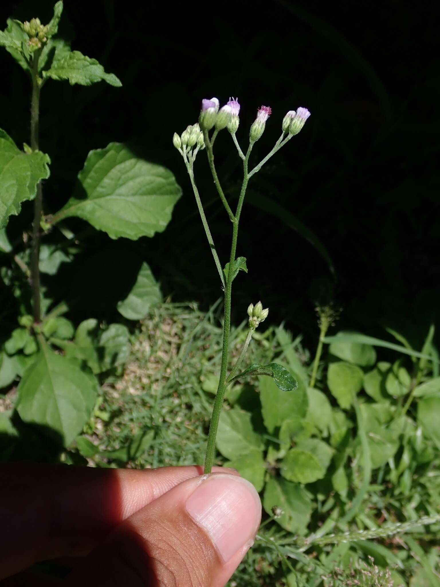 Image of ironweed