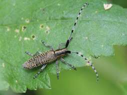 Image of Agapanthia (Epoptes) villosoviridescens (Degeer 1775)