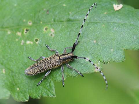 Image of Agapanthia (Epoptes) villosoviridescens (Degeer 1775)