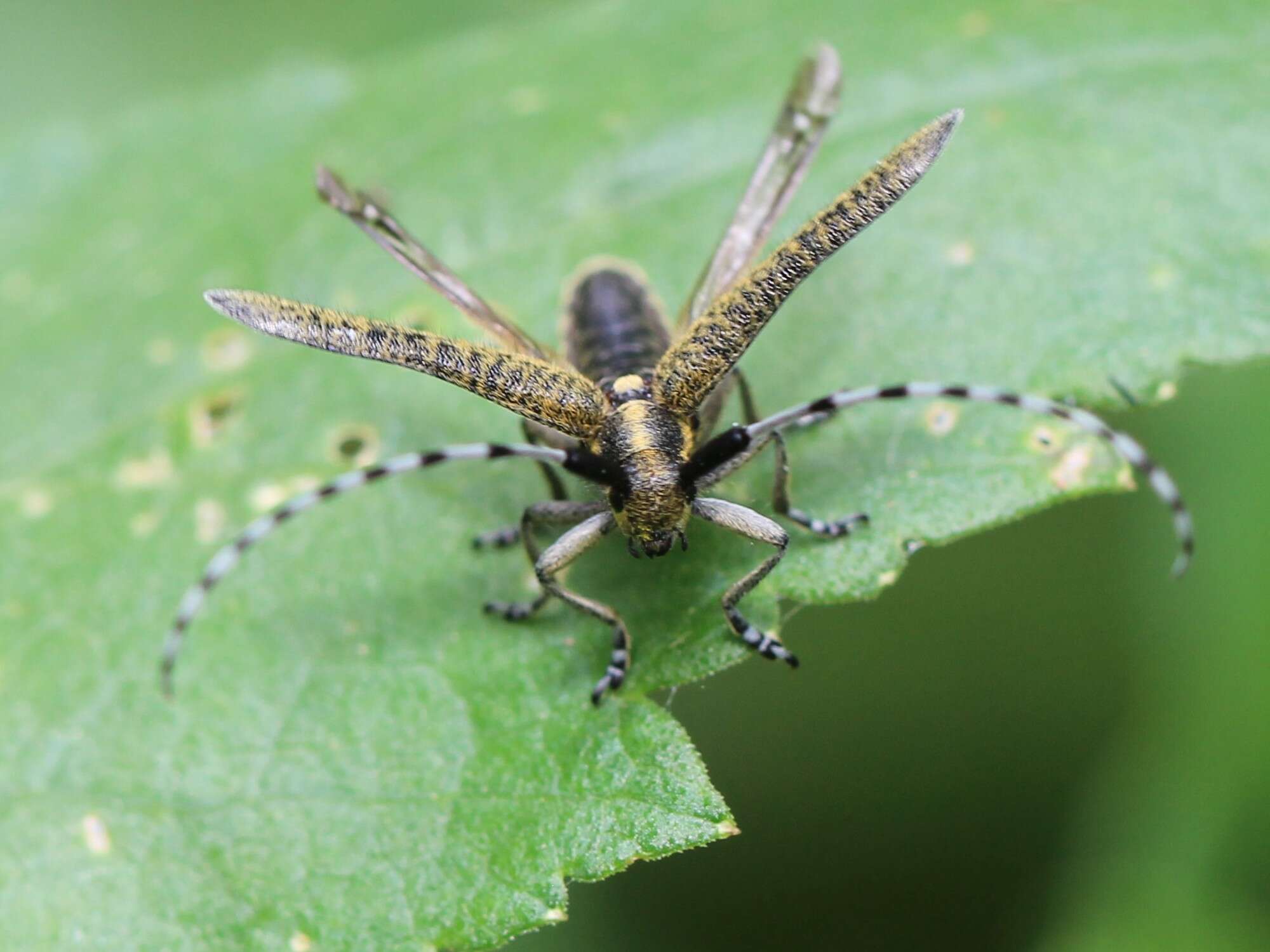 Image of Agapanthia (Epoptes) villosoviridescens (Degeer 1775)