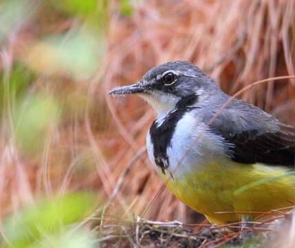 Image of Madagascan Wagtail